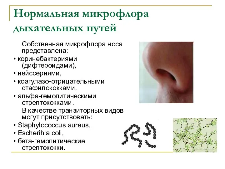 Нормальная микрофлора дыхательных путей Собственная микрофлора носа представлена: • коринебактериями (дифтероидами), • нейссериями,