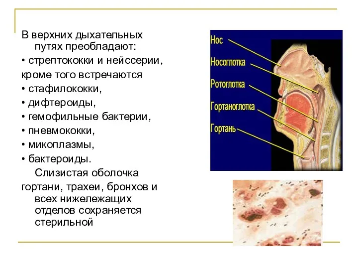 В верхних дыхательных путях преобладают: • стрептококки и нейссерии, кроме того встречаются •