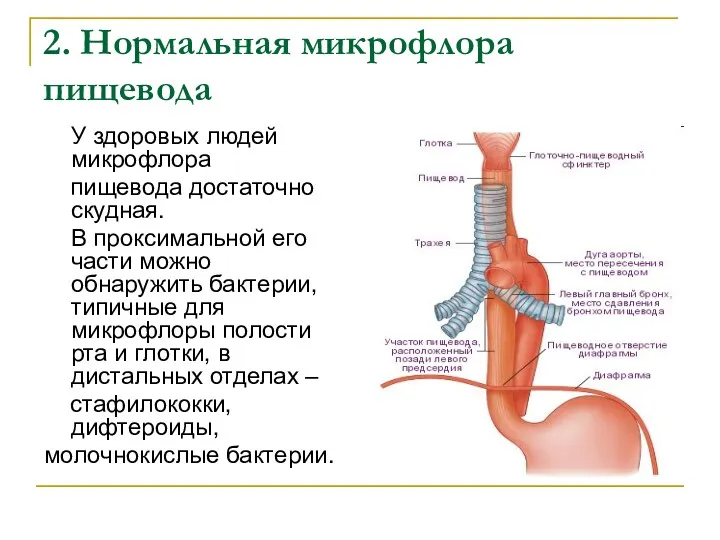 2. Нормальная микрофлора пищевода У здоровых людей микрофлора пищевода достаточно скудная. В проксимальной