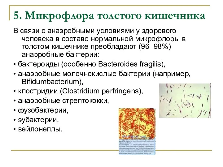 5. Микрофлора толстого кишечника В связи с анаэробными условиями у здорового человека в