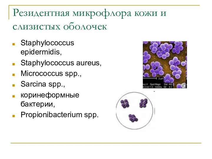 Резидентная микрофлора кожи и слизистых оболочек Staphylococcus epidermidis, Staphylococcus aureus, Micrococcus spp., Sarcina