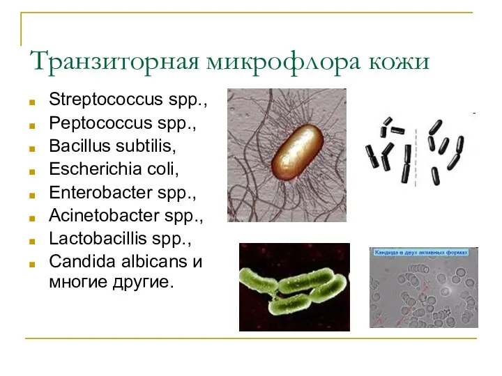 Транзиторная микрофлора кожи Streptococcus spp., Peptococcus spp., Bacillus subtilis, Escherichia coli, Enterobacter spp.,