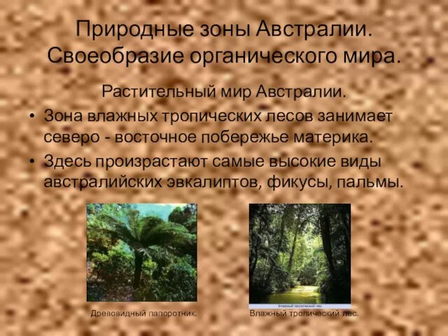 Природные зоны Австралии. Своеобразие органического мира. Растительный мир Австралии. Зона