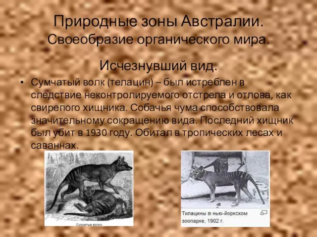 Природные зоны Австралии. Своеобразие органического мира. Исчезнувший вид. Сумчатый волк