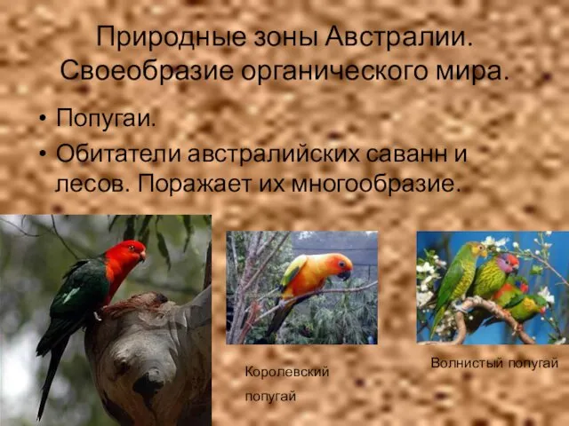 Природные зоны Австралии. Своеобразие органического мира. Попугаи. Обитатели австралийских саванн