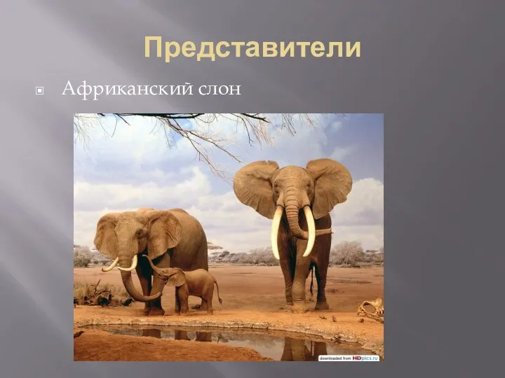 Представители Африканский слон