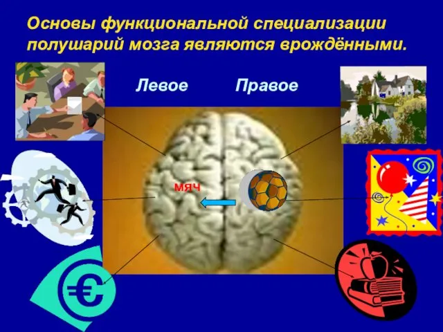 Основы функциональной специализации полушарий мозга являются врождёнными. Левое Правое мяч