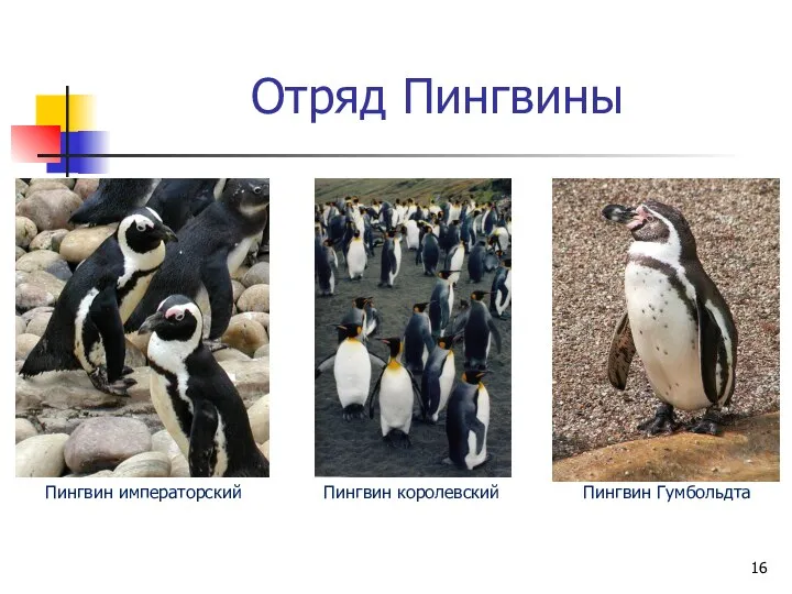 Отряд Пингвины Пингвин императорский Пингвин королевский Пингвин Гумбольдта