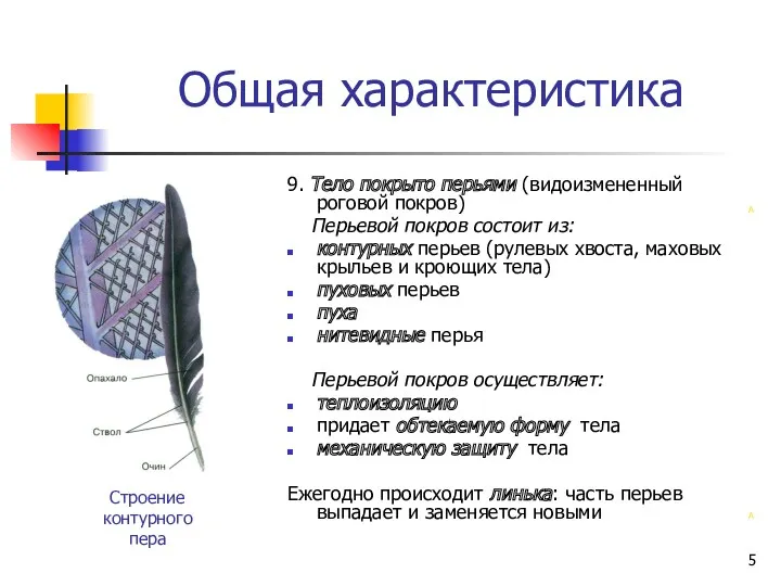 Общая характеристика 9. Тело покрыто перьями (видоизмененный роговой покров) Перьевой