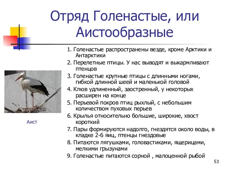 Отряд Голенастые, или Аистообразные 1. Голенастые распространены везде, кроме Арктики