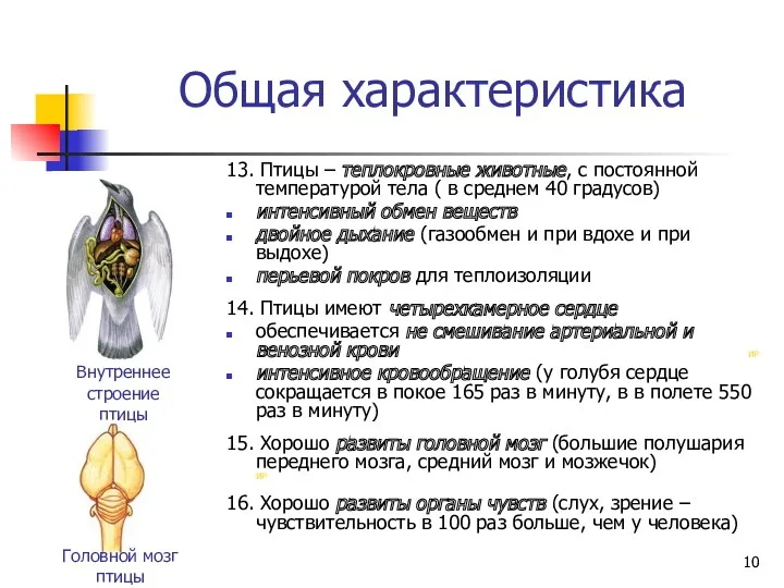 Общая характеристика 13. Птицы – теплокровные животные, с постоянной температурой