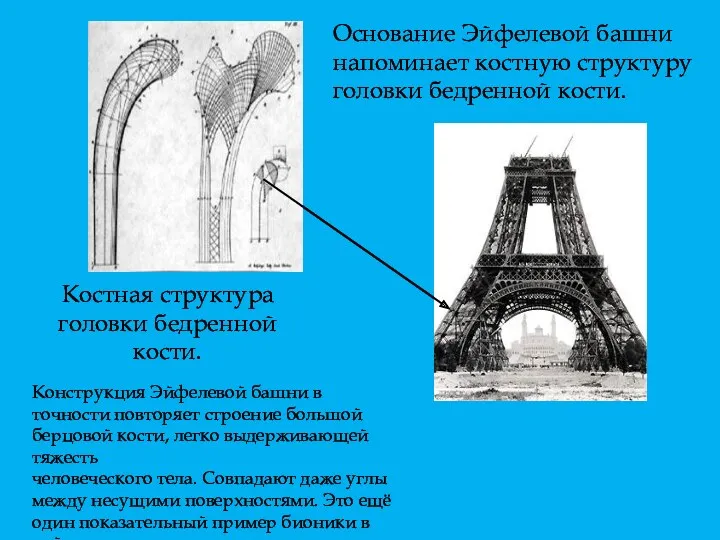 Костная структура головки бедренной кости. Основание Эйфелевой башни напоминает костную