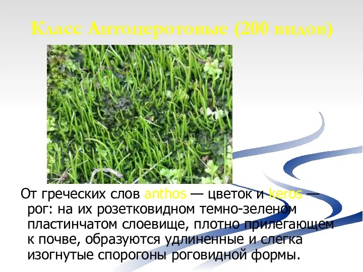 Класс Антоцеротовые (200 видов) От греческих слов anthos — цветок