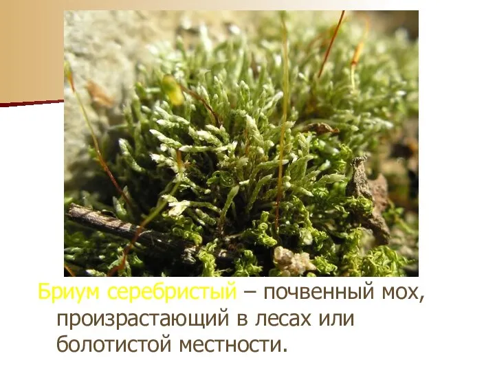Бриум серебристый – почвенный мох, произрастающий в лесах или болотистой местности.
