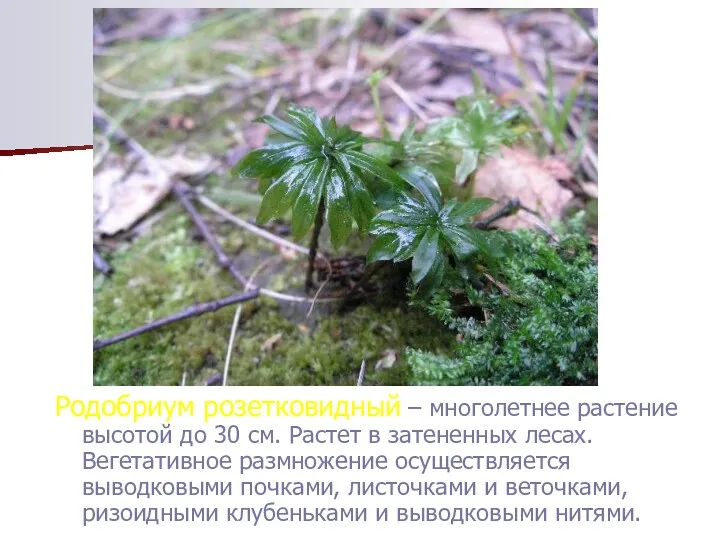 Родобриум розетковидный – многолетнее растение высотой до 30 см. Растет