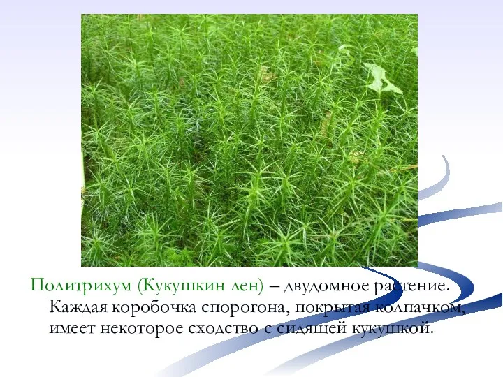 Политрихум (Кукушкин лен) – двудомное растение. Каждая коробочка спорогона, покрытая