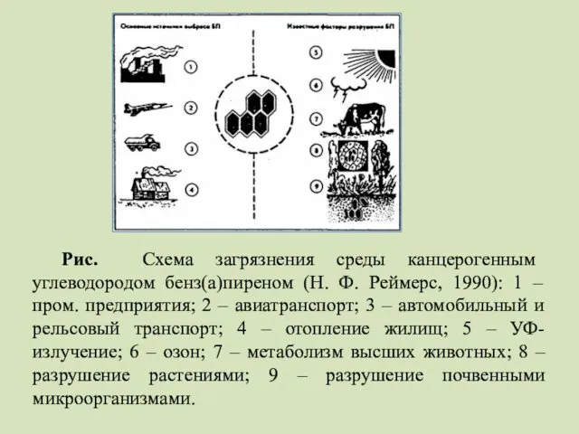 Рис. Схема загрязнения среды канцерогенным углеводородом бенз(а)пиреном (Н. Ф. Реймерс,