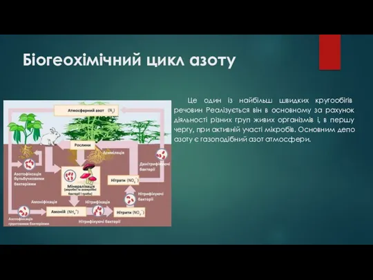 Біогеохімічний цикл азоту Це один із найбільш швидких кругообігів речовин