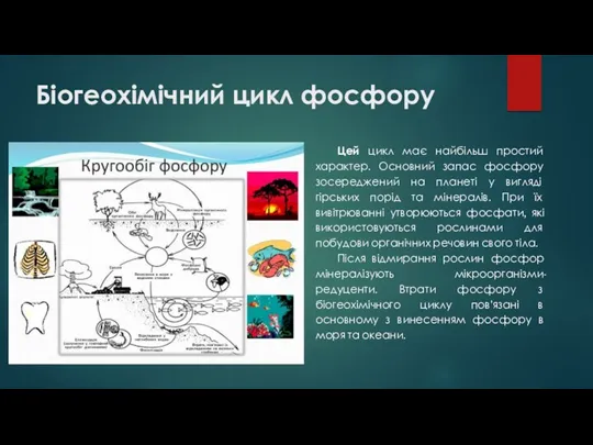 Біогеохімічний цикл фосфору Цей цикл має найбільш простий характер. Основний