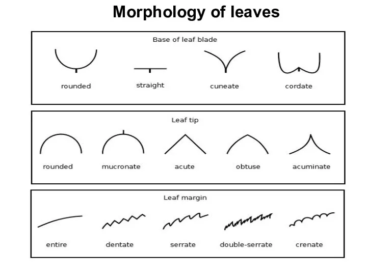 Morphology of leaves