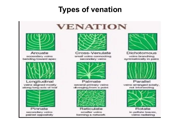Types of venation