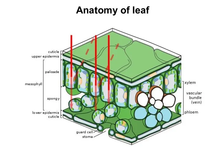 Anatomy of leaf