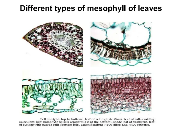 Different types of mesophyll of leaves