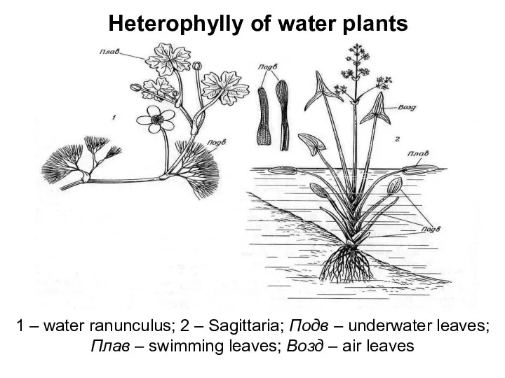 Heterophylly of water plants 1 – water ranunculus; 2 – Sagittaria; Подв –