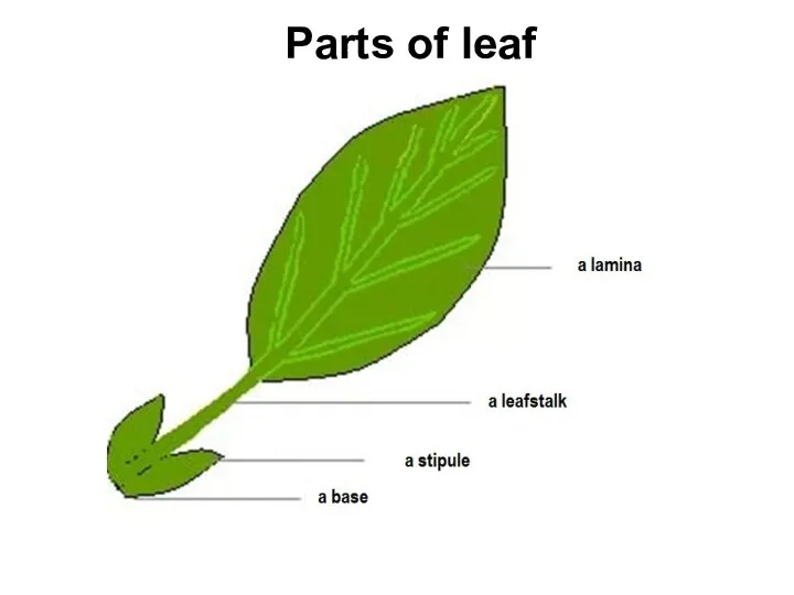 Parts of leaf