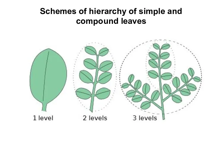 Schemes of hierarchy of simple and compound leaves