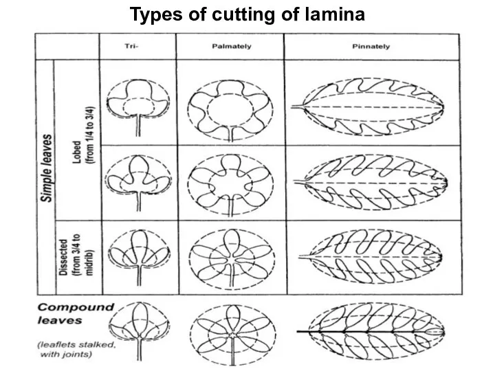 Types of cutting of lamina