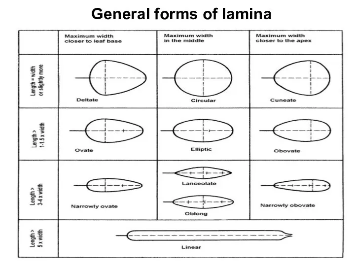General forms of lamina