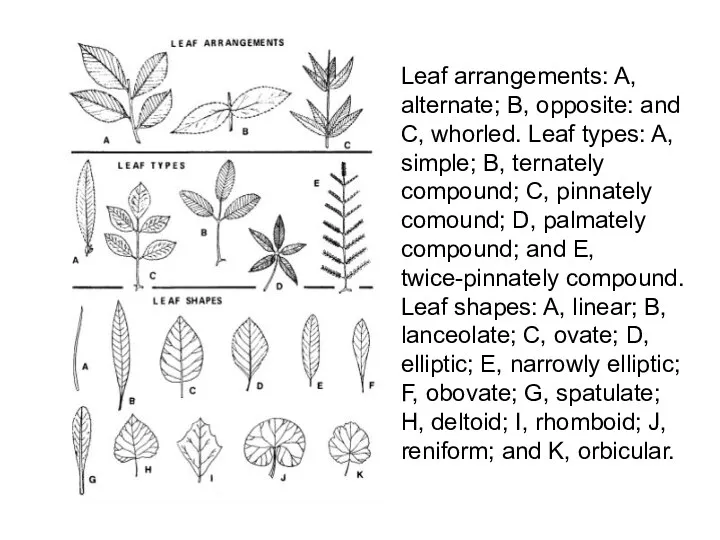 Leaf arrangements: A, alternate; B, opposite: and C, whorled. Leaf types: A, simple;