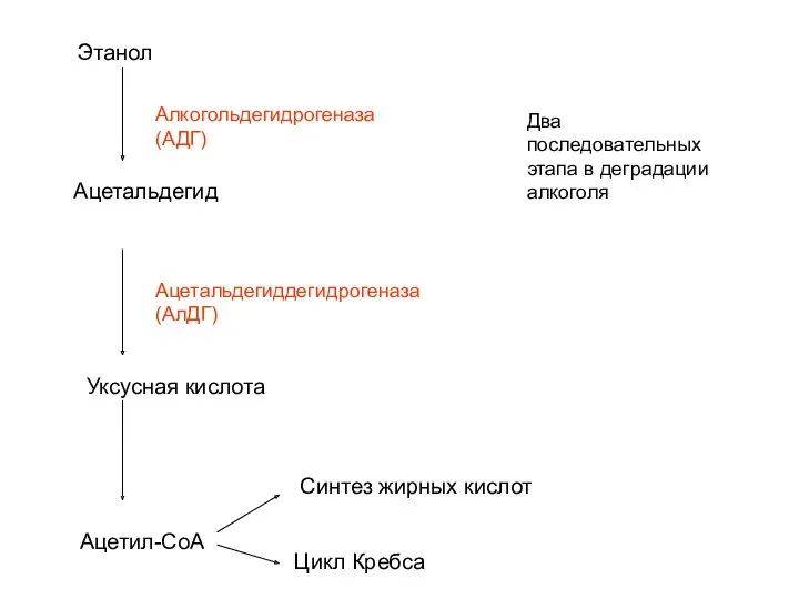 Этанол Ацетальдегид Уксусная кислота Ацетил-СоА Алкогольдегидрогеназа (АДГ) Ацетальдегиддегидрогеназа (АлДГ) Два