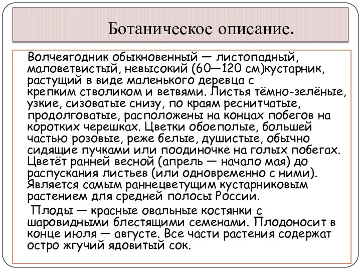 Ботаническое описание. Волчеягодник обыкновенный — листопадный, маловетвистый, невысокий (60—120 см)кустарник,