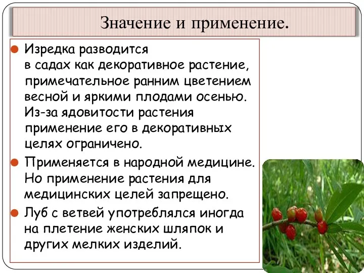 Значение и применение. Изредка разводится в садах как декоративное растение, примечательное ранним цветением