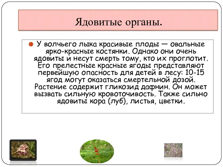 Ядовитые органы. У волчьего лыка красивые плоды — овальные ярко-красные