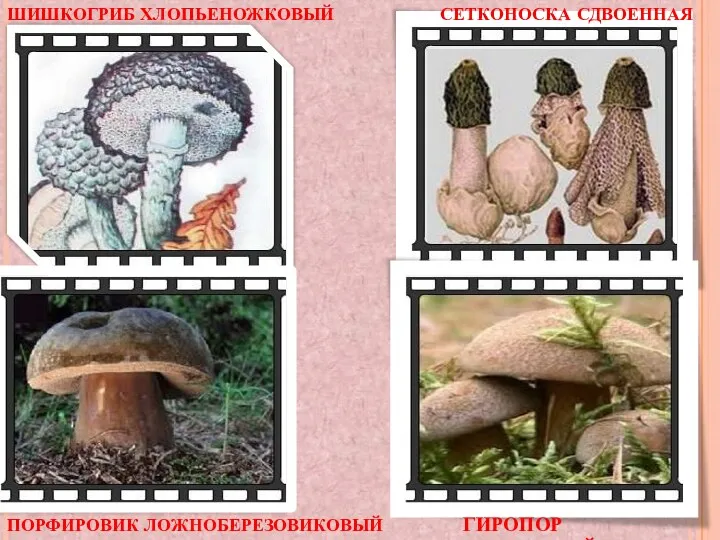 ШИШКОГРИБ ХЛОПЬЕНОЖКОВЫЙ СЕТКОНОСКА СДВОЕННАЯ ПОРФИРОВИК ЛОЖНОБЕРЕЗОВИКОВЫЙ ГИРОПОР СИНЕЮЩИЙ