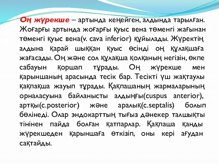 Оң жүрекше – артында кеңейген, алдында тарылған. Жоғарғы артында жоғарғы