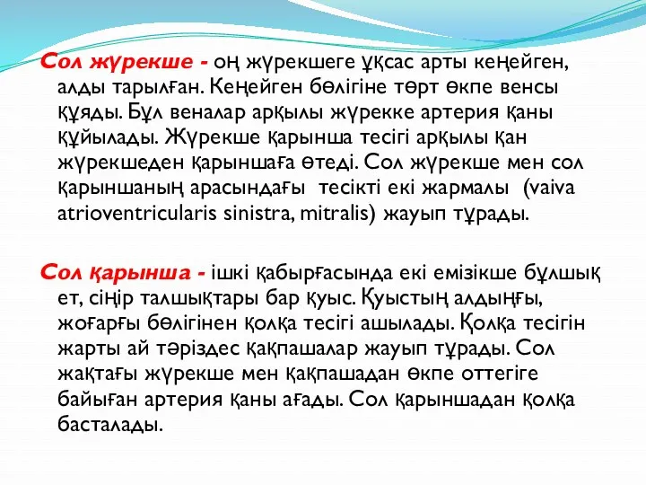 Сол жүрекше - оң жүрекшеге ұқсас арты кеңейген, алды тарылған.