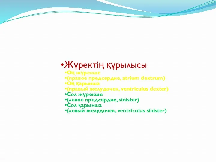 Жүректің құрылысы Оң жүрекше (правое предсердие, atrium dextrum) Оң қарынша