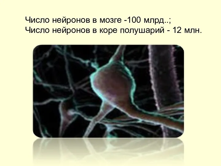 Число нейронов в мозге -100 млрд..; Число нейронов в коре полушарий - 12 млн.