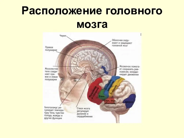 Расположение головного мозга