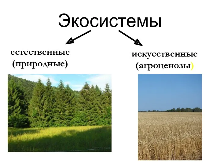 Экосистемы естественные (природные) искусственные (агроценозы)