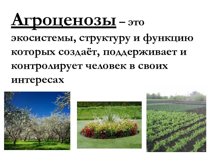 Агроценозы – это экосистемы, структуру и функцию которых создаёт, поддерживает и контролирует человек в своих интересах