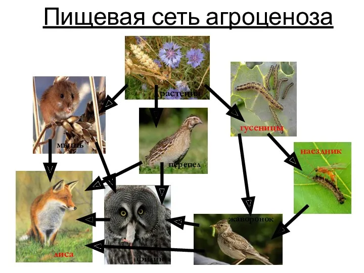 Пищевая сеть агроценоза жаворонок филин перепел наездник гусеницы лиса растения мышь