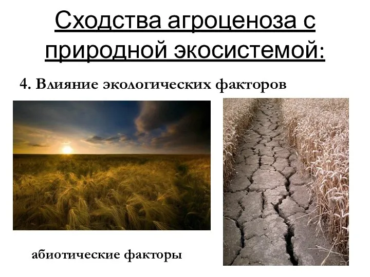 Сходства агроценоза с природной экосистемой: 4. Влияние экологических факторов абиотические факторы