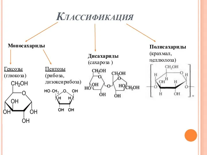 Классификация Моносахариды Дисахариды (сахароза ) Полисахариды (крахмал, целлюлоза) Гексозы (глюкоза) Пентозы (рибоза, дизоксирибоза)