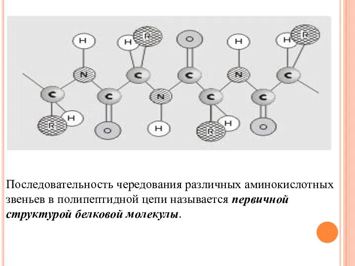 Последовательность чередования различных аминокислотных звеньев в полипептидной цепи называется первичной структурой белковой молекулы.