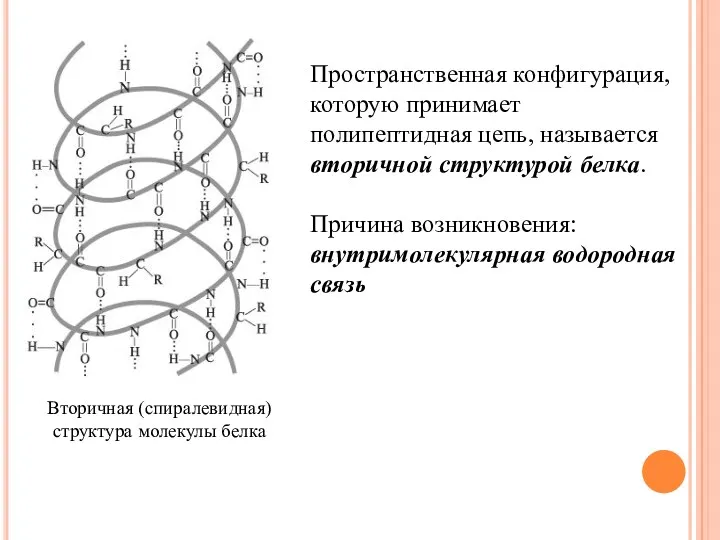 Вторичная (спиралевидная) структура молекулы белка Пространственная конфигурация, которую принимает полипептидная
